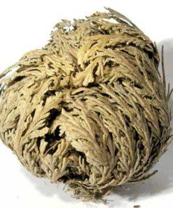 6 Pk Jericho Flowers (selaginella Lepidophylla)