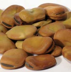 Mojo Wish Bean 2oz (vicia Faba)