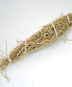 Patchouli Root 1 Root Bundle (pogostemon Cablin)