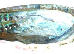 5" Midea Shell Incense Burner