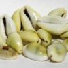 cowrie shells are a great symbol of the sea, creation, and the feminine. They are a wonderful aid in creative and mystical crafts. For Santeria: Orishas