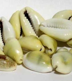 cowrie shells are a great symbol of the sea, creation, and the feminine. They are a wonderful aid in creative and mystical crafts. For Santeria: Orishas