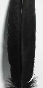 Black Feather 12"