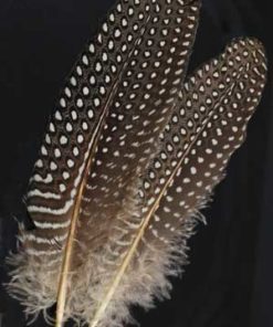 Guinea Hen Wing Feather