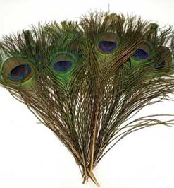 Peacock Feather (pk Of 10)