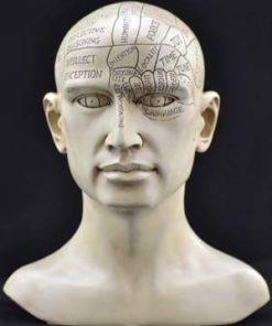 Phrenology Head