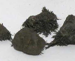 Natural Lodestones
