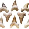 Shark Teeth