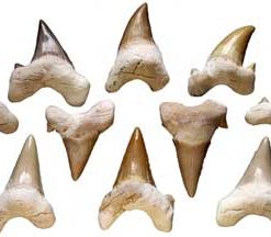 Shark Teeth