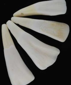 Water Buffalo Tooth