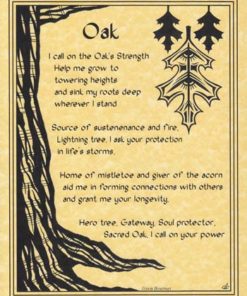 Oak Poster