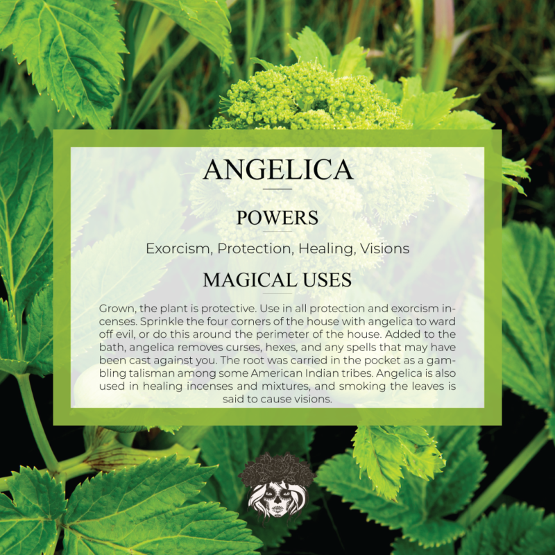 Angelica